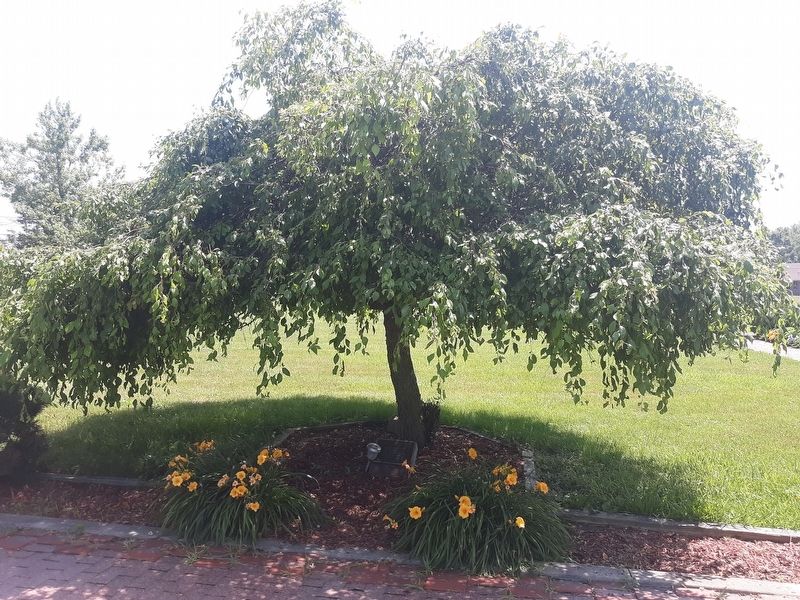 Vietnam POW's & MIA Memorial Tree Marker. Click for full size. Vietnam POW's & MIA Memorial Tree Marker image. Click for full size.