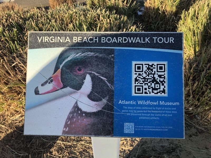 Atlantic Wildfowl Museum Marker. Click for full size. Atlantic Wildfowl Museum Marker image. Click for full size.