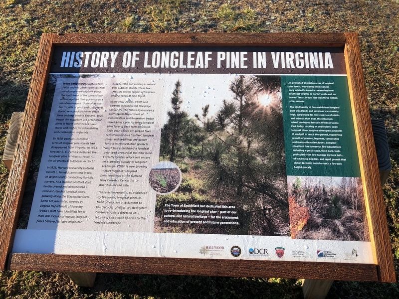 History of Longleaf Pine in Virginia Marker image. Click for full size.