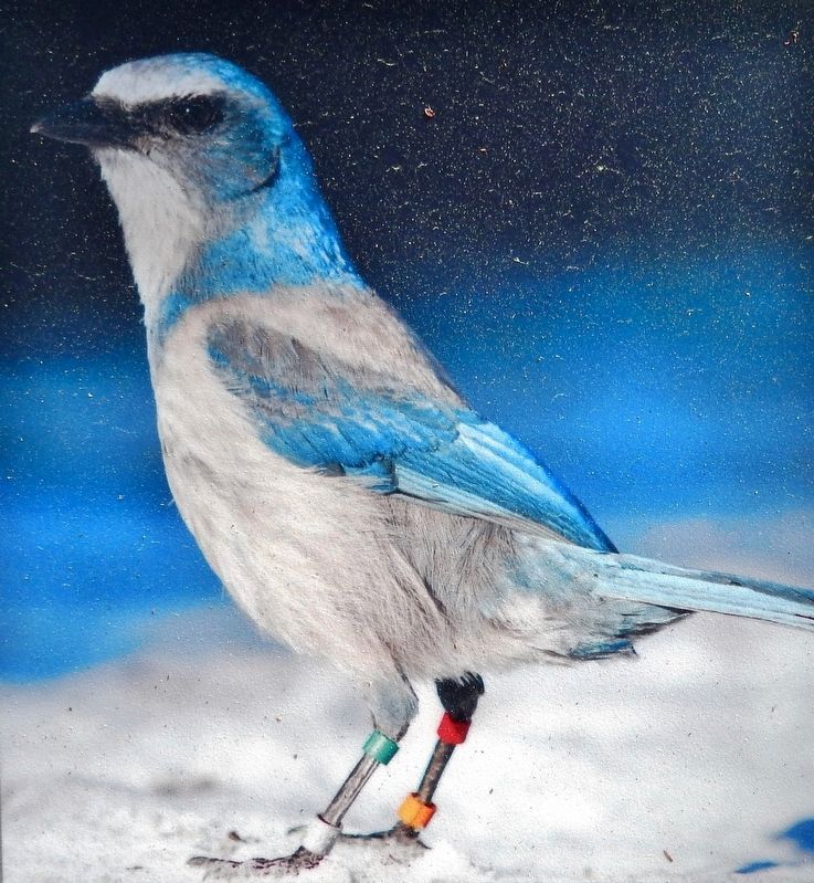Marker detail: Studying Scrub Jays image. Click for full size.