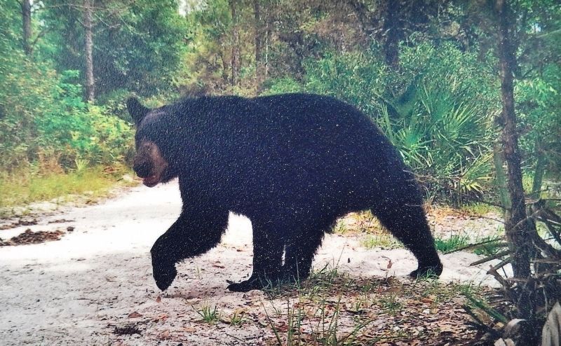Marker detail: Florida Black Bear image. Click for full size.