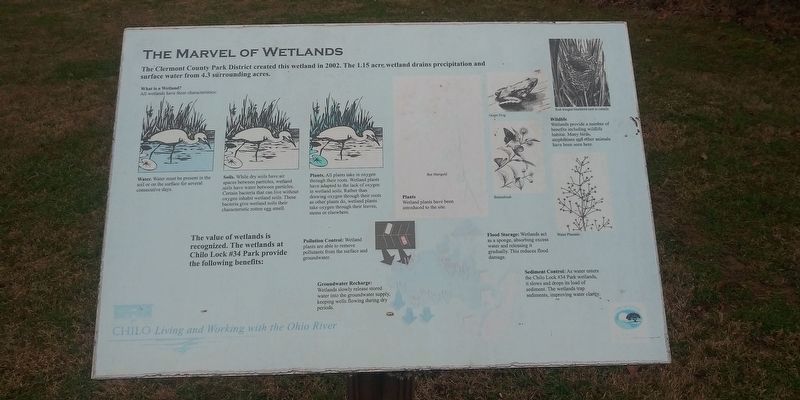The Marvel of Wetlands. Click for full size. The Marvel of Wetlands image. Click for full size.