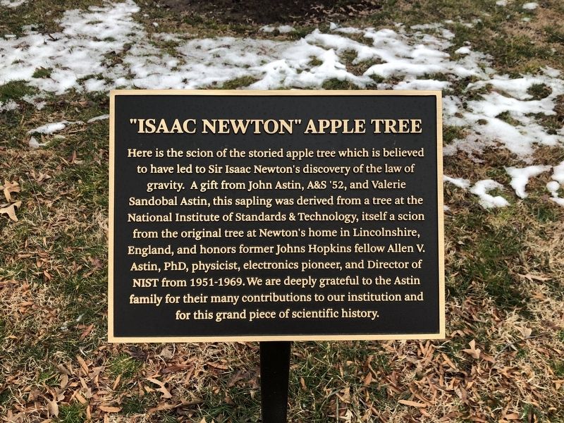 "Isaac Newton" Apple Tree Marker image. Click for full size.