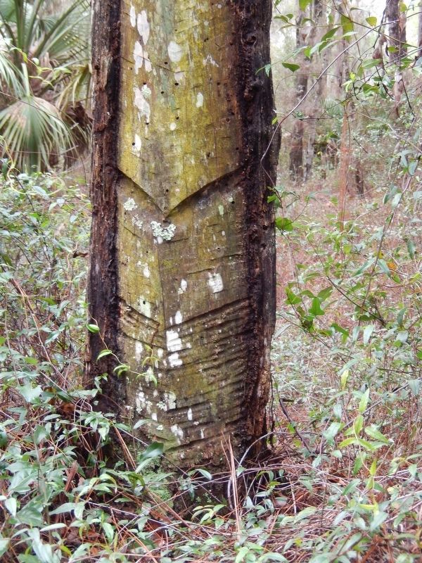 Tree Trunk with "Cat Face" image. Click for full size.