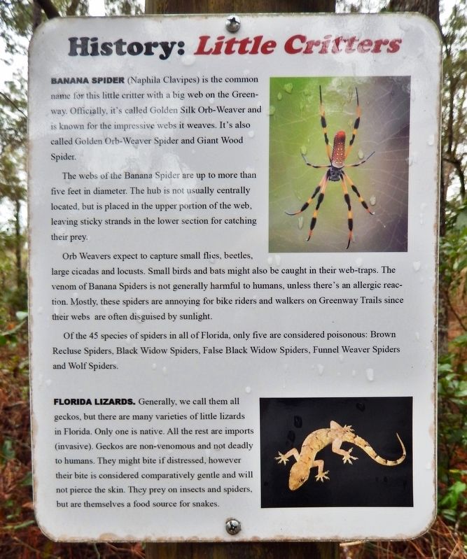 History: <i>Little Critters</i> Panel image. Click for full size.