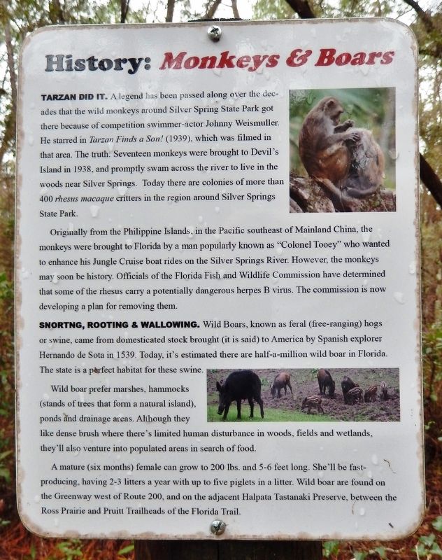 History: <i>Monkeys & Boars</i> Marker image. Click for full size.