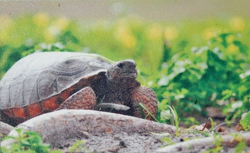 Marker detail: Gopher Tortoise image. Click for full size.