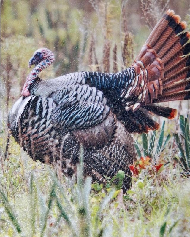 Marker detail: Wild Turkey image. Click for full size.