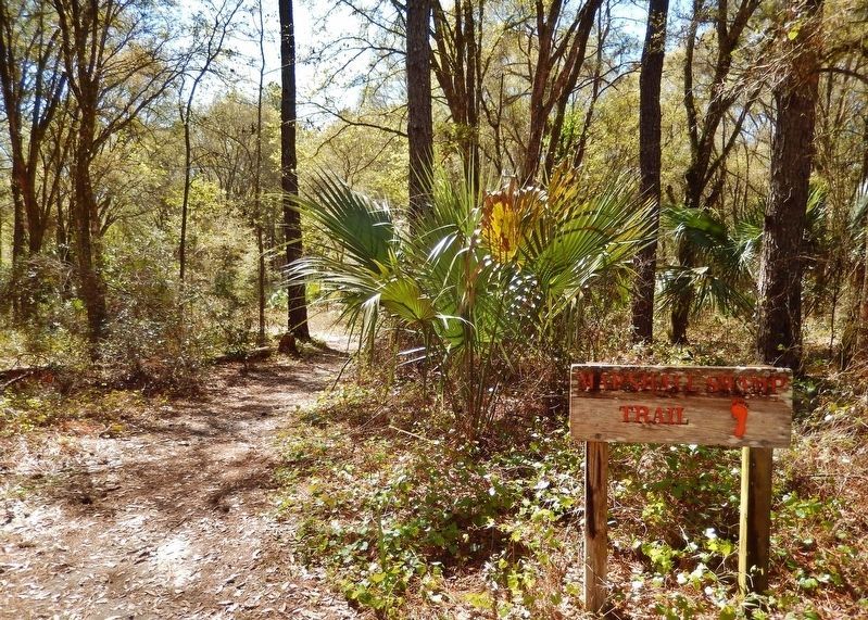 Marshall Swamp Trailhead image. Click for full size.