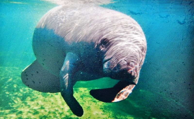 Marker detail: Manatee image. Click for full size.