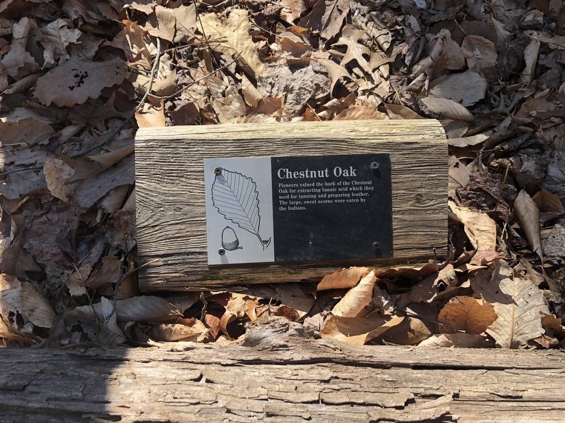 Chestnut Oak Marker image. Click for full size.