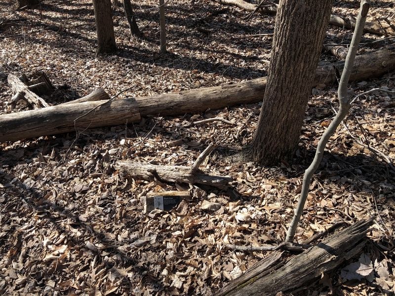 Black Gum Marker. Click for full size. Black Gum Marker image. Click for full size.