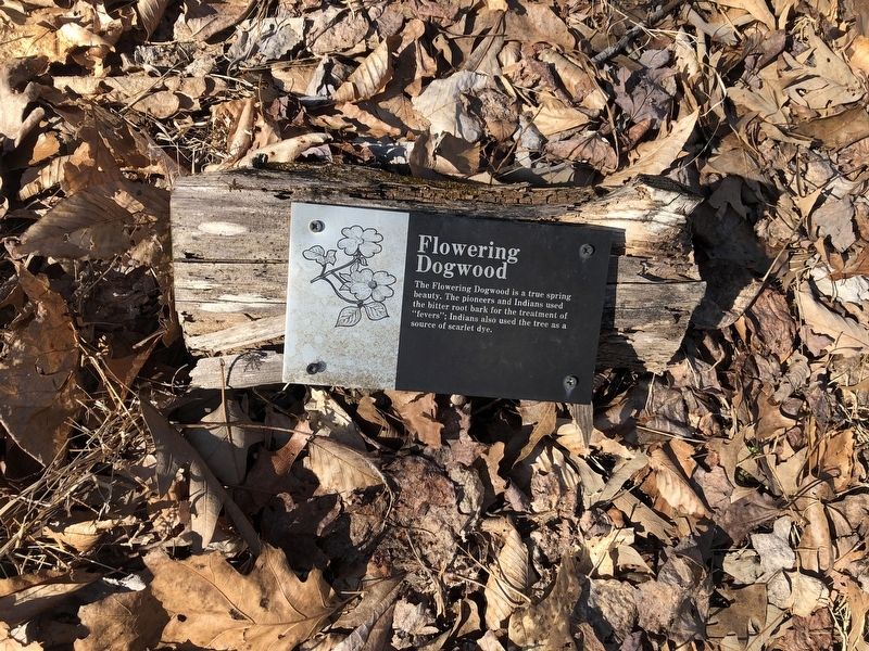Flowering Dogwood Marker image. Click for full size.