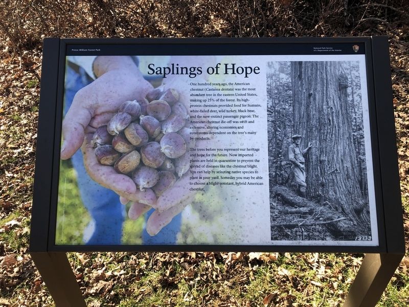 Saplings of Hope Marker image. Click for full size.