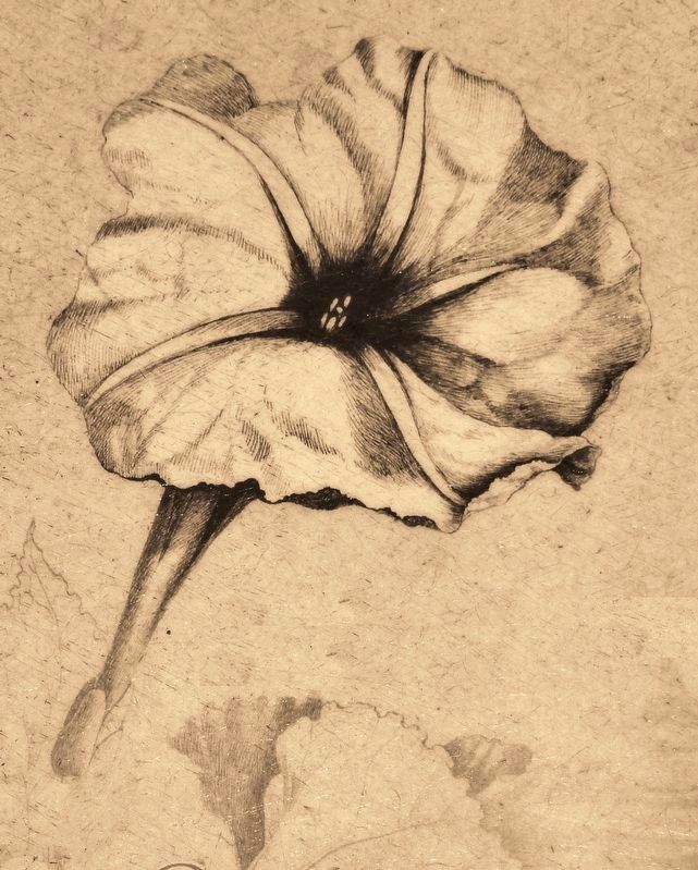 Marker detail: Bartram�s illustration of a Morning Glory image. Click for full size.