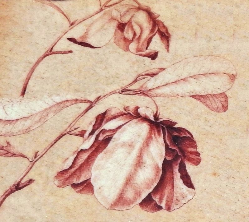 Marker detail: Bartram�s illustration of a Paw-Paw image. Click for full size.