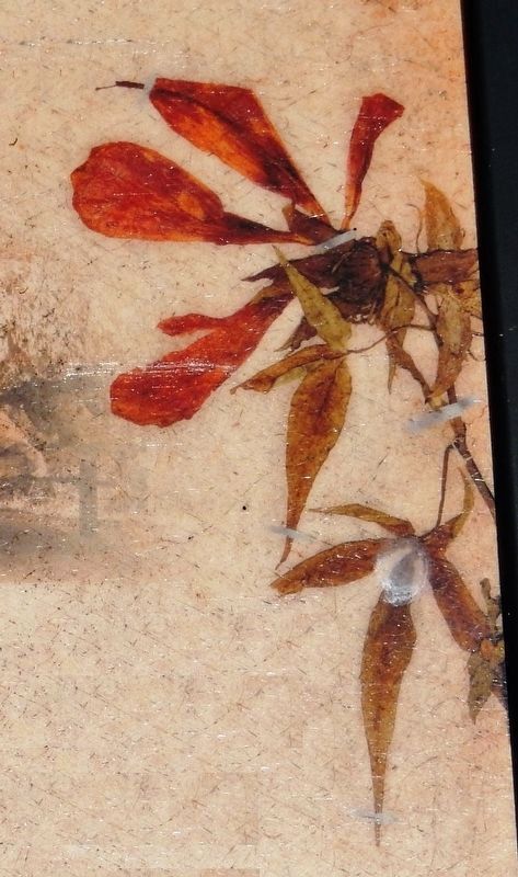 Marker detail: Bartram’s flower specimen from the Natural History Museum, UK image. Click for full size.