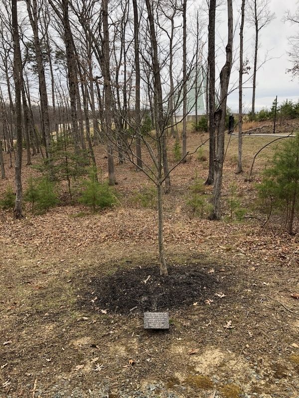 The Memorial Tree image. Click for full size.