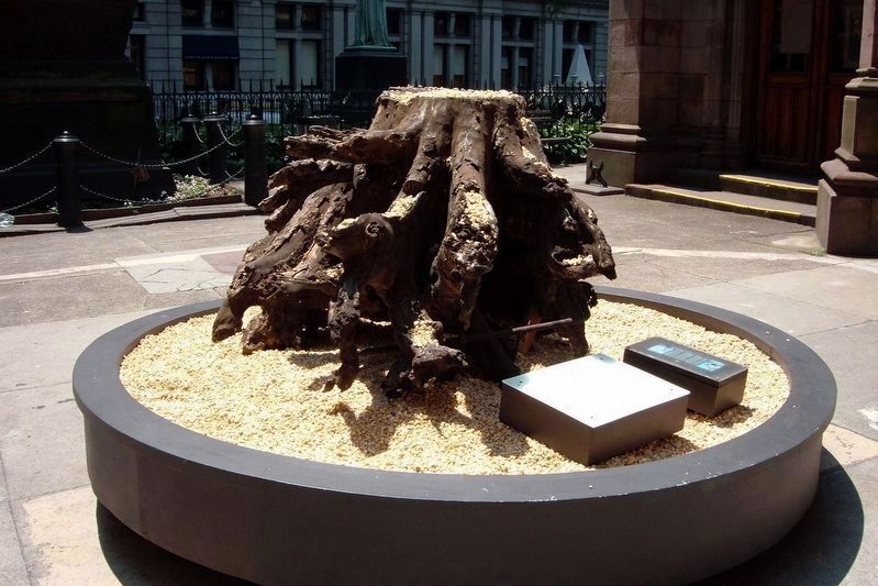 The sycamore stump on temporary display at Trinity Church, 2005 image. Click for full size.