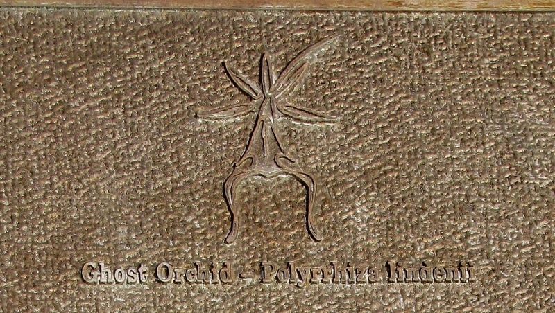 Marker detail: Ghost Orchid — Polyrrhiza lindenii. Click for full size. Marker detail: Ghost Orchid — Polyrrhiza lindenii image. Click for full size.