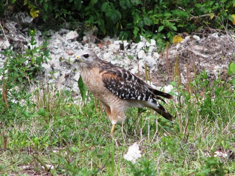 Red-Shouldered Hawk. Click for full size. Red-Shouldered Hawk image. Click for full size.