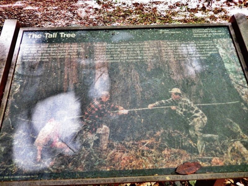 Tall Tree Marker image. Click for full size.