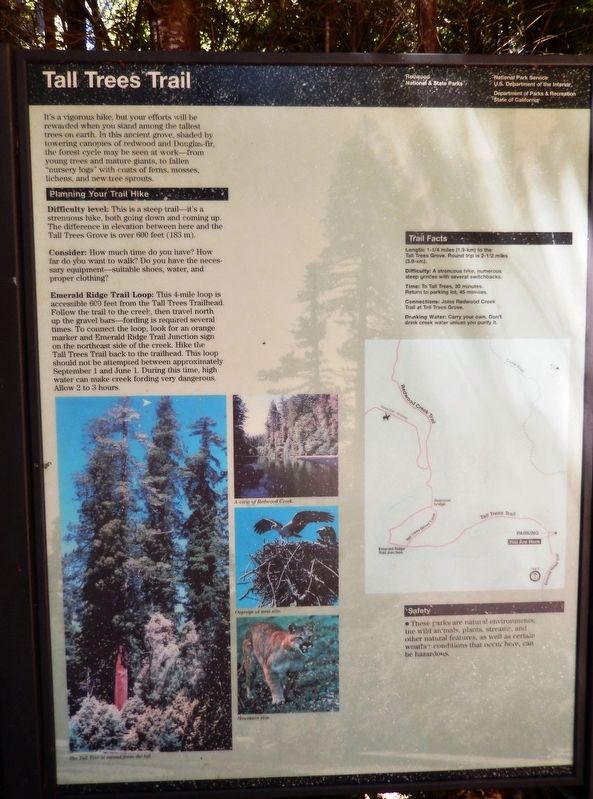 The Tall Trees Trail image. Click for full size.