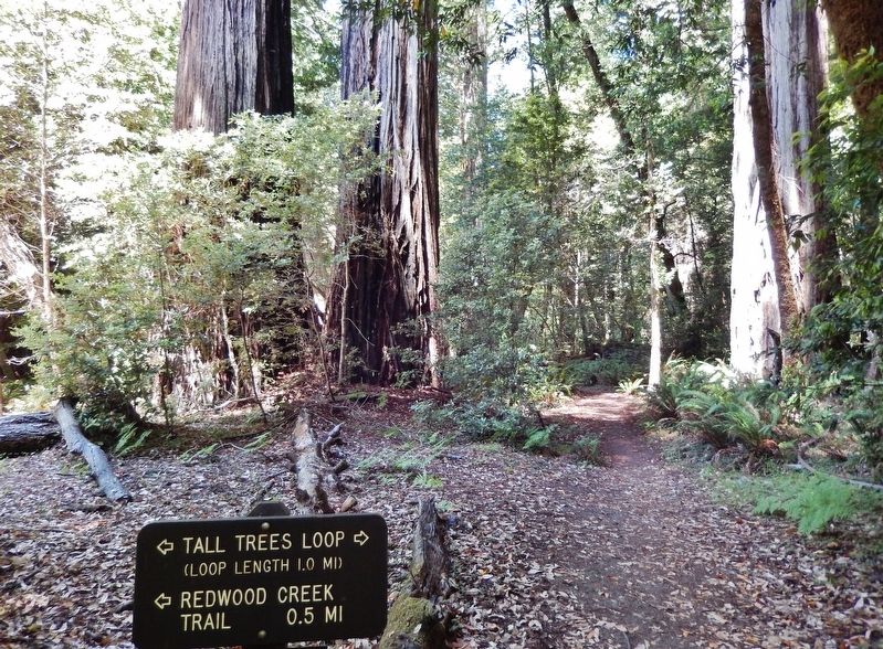 Tall Trees Loop Trail image. Click for full size.