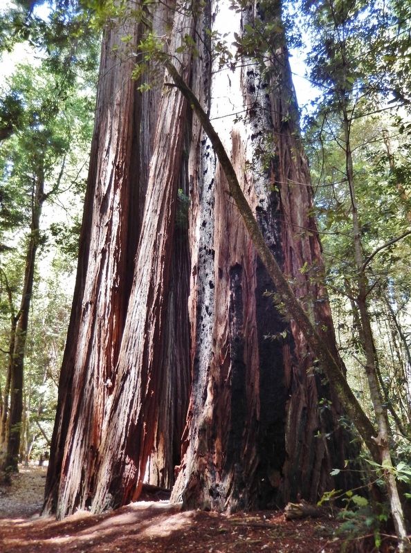 Tall Redwood Trees Near Marker image. Click for full size.