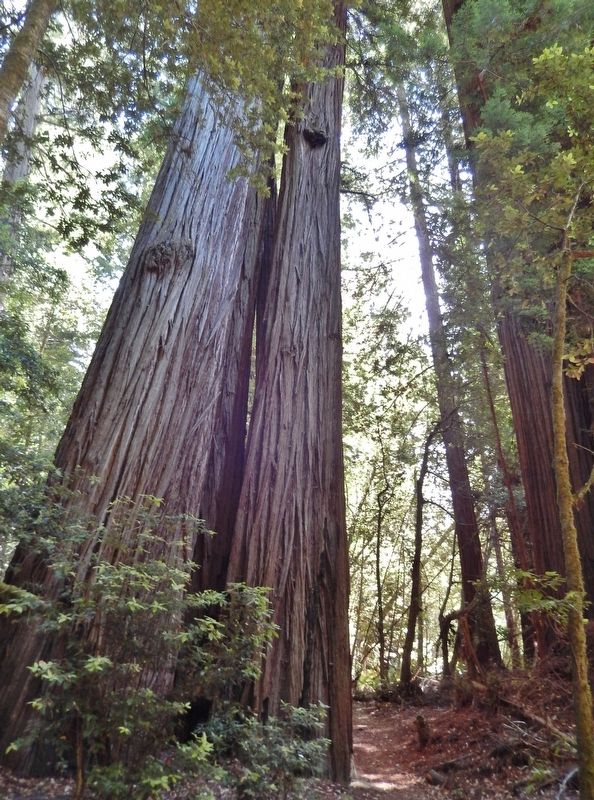 Tall Redwood Trees Near Marker. Click for full size. Tall Redwood Trees Near Marker image. Click for full size.