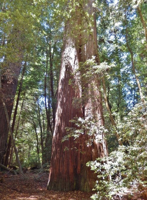 Tall Redwood Trees Near Marker image. Click for full size.