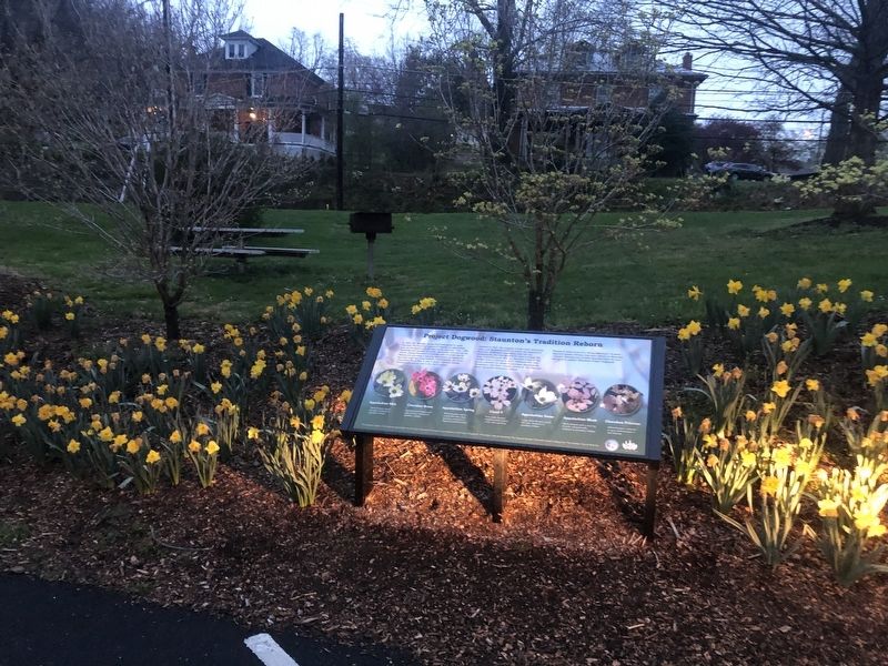 Project Dogwood: Staunton's Tradition Reborn Marker. Click for full size. Project Dogwood: Staunton's Tradition Reborn Marker image. Click for full size.