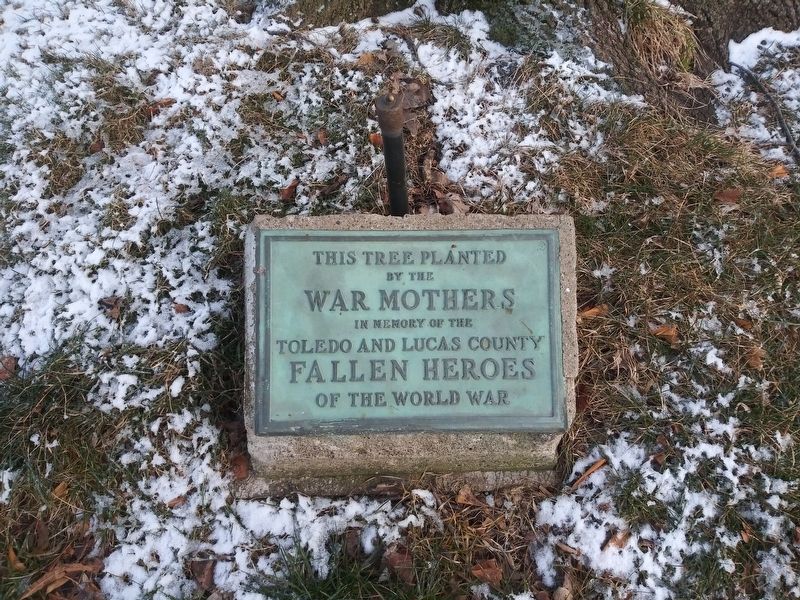 Toledo and Lucas County World War Memorial Tree Marker. Click for full size. Toledo and Lucas County World War Memorial Tree Marker image. Click for full size.