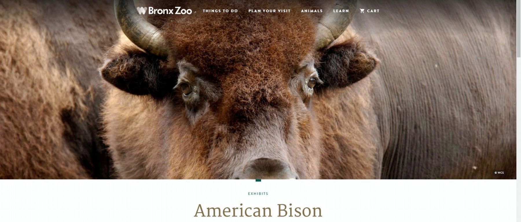 American Bison image. Click for more information.