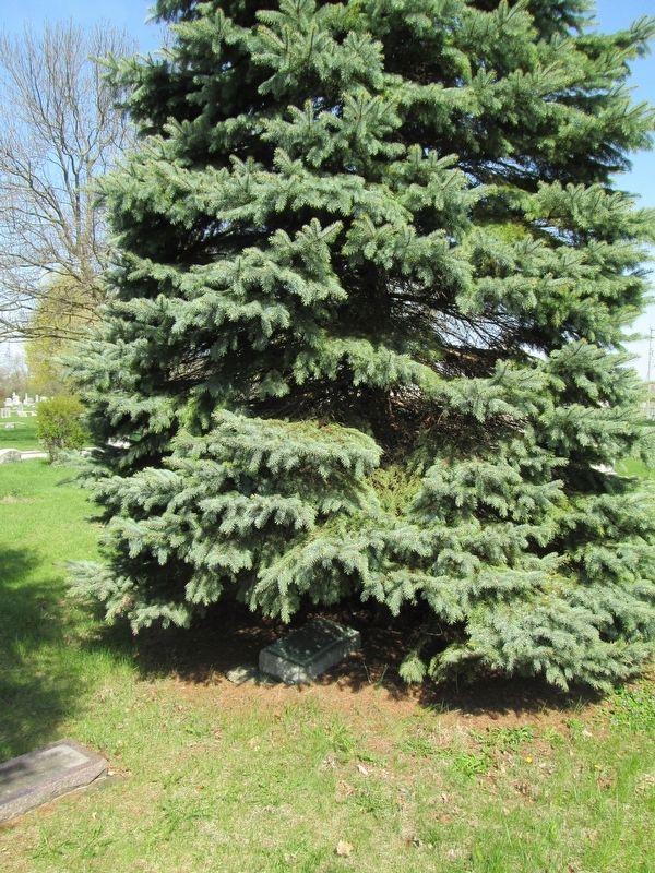 The marker was previously hidden by an evergreen tree. image. Click for full size.