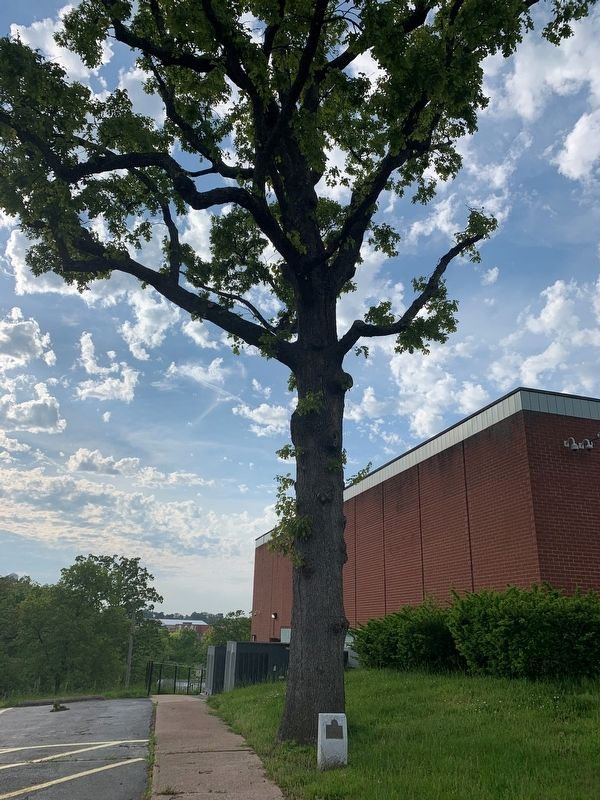 This Tree Planted in Memory of our Boys Marker image. Click for full size.