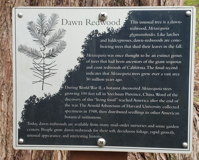 Dawn Redwood Marker image. Click for full size.