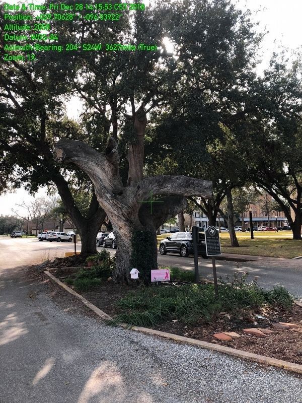 Columbus Oak and Marker image. Click for full size.