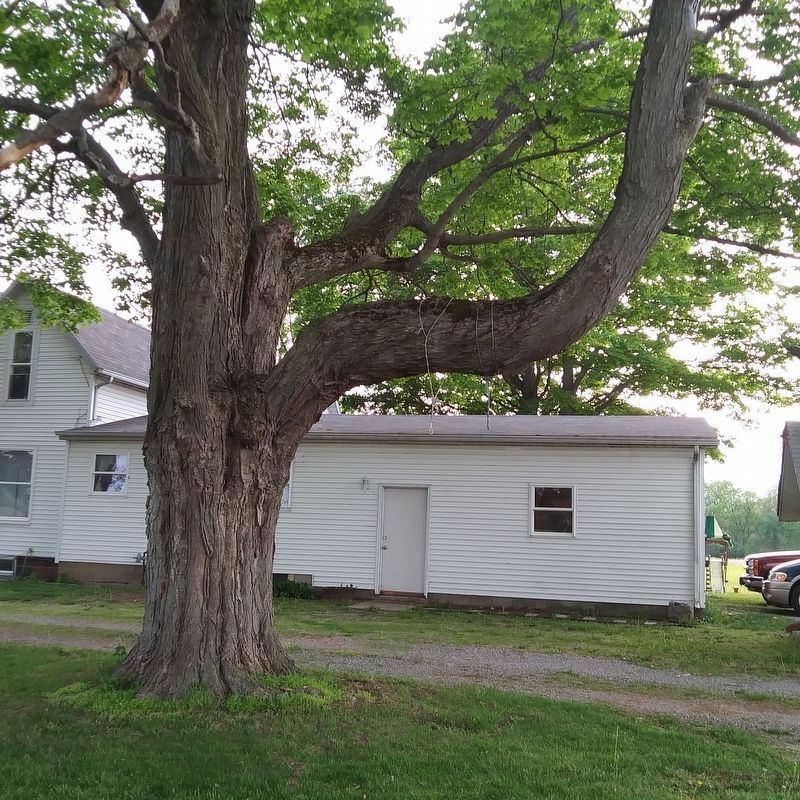 An additional possible trail tree image. Click for full size.