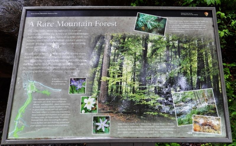 Rare Mountain Forest Marker image. Click for full size.