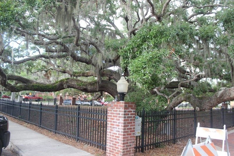 Safety Harbor Historical Site: Baranoff Oak Tree Marker on fence image. Click for full size.