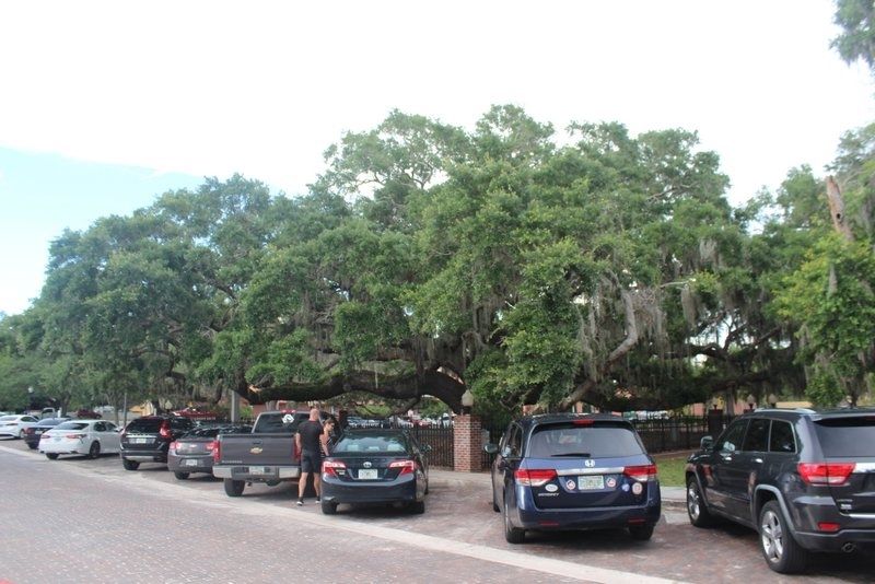 Safety Harbor Historical Site: Baranoff Oak Tree image. Click for full size.