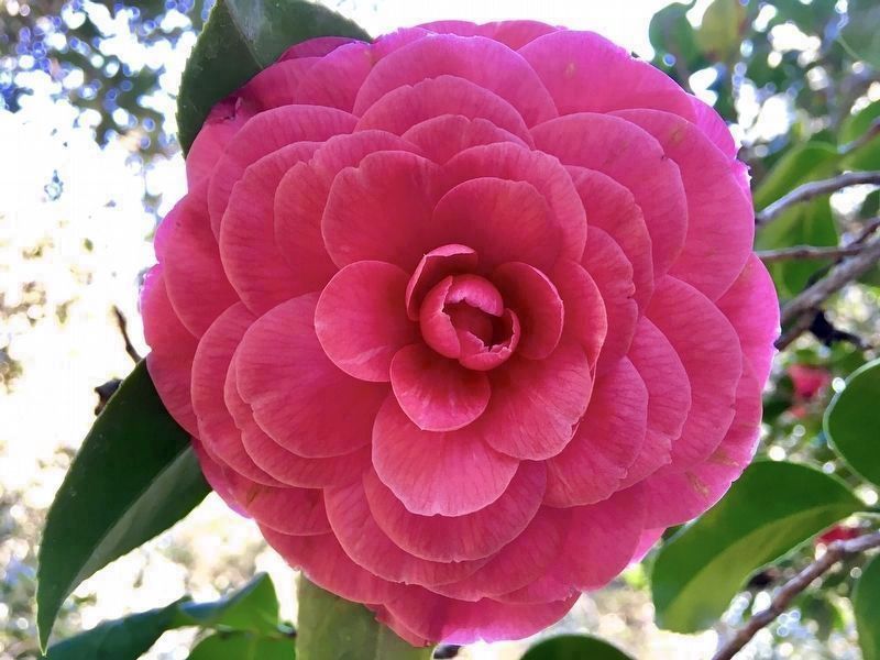 Camellia Japonica image. Click for full size.