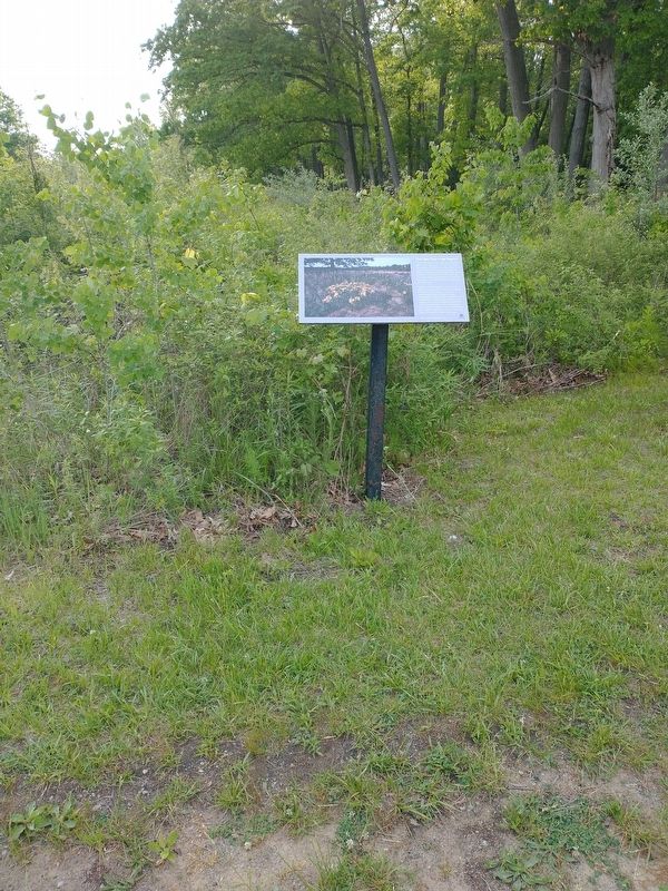 The Oag Openings Region Marker. Click for full size. The Oag Openings Region Marker image. Click for full size.