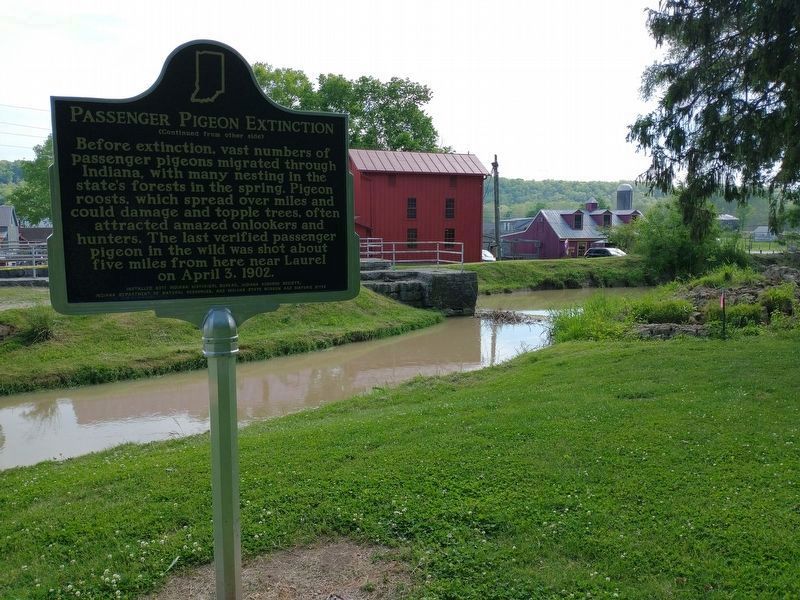 Passenger Pigeon Extinction Marker. Click for full size. Passenger Pigeon Extinction Marker image. Click for full size.