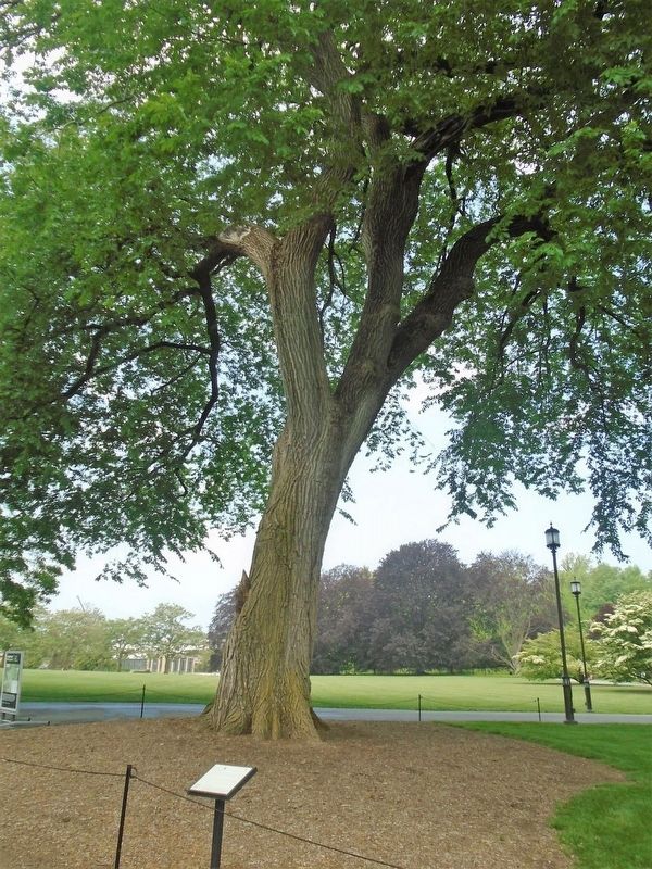 American Elm and Marker. Click for full size. American Elm and Marker image. Click for full size.