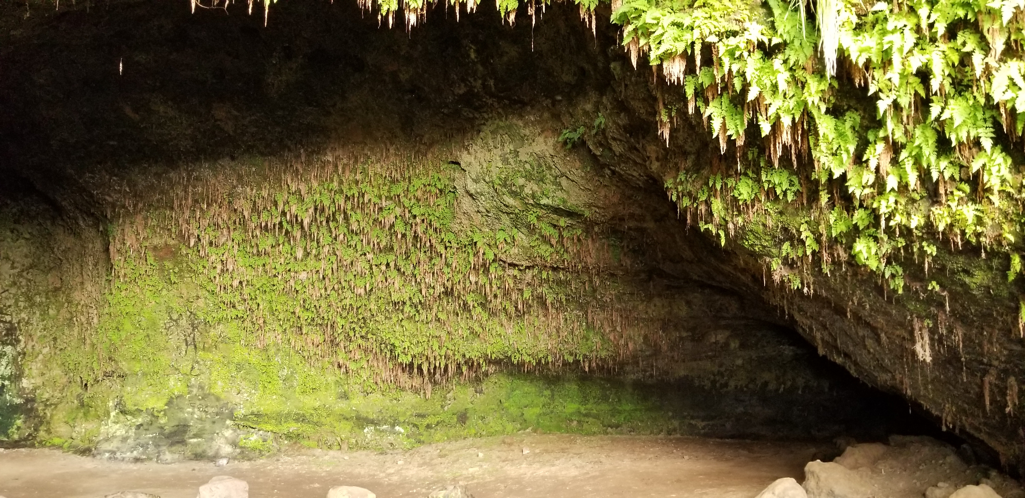 A view of the ferns inside the Steinahellir Cave