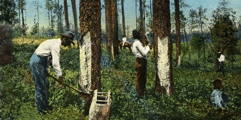 The Brutality of Florida's Turpentine Industry. Click for more information. The Brutality of Florida's Turpentine Industry image. Click for more information.