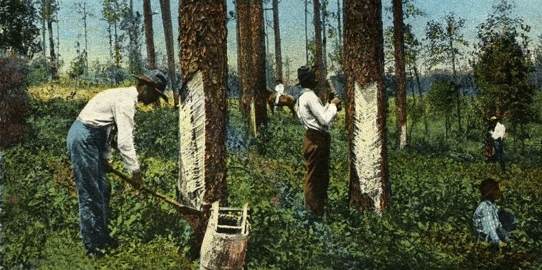 The Brutality of Florida's Turpentine Industry image. Click for more information.