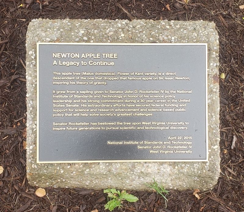 Newton Apple Tree Marker. Click for full size. Newton Apple Tree Marker image. Click for full size.